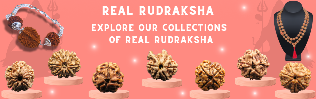 Rudraksha